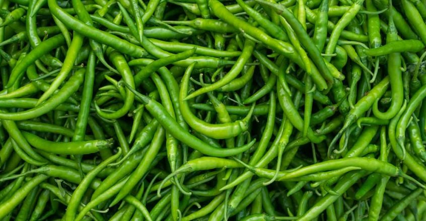 green chilli